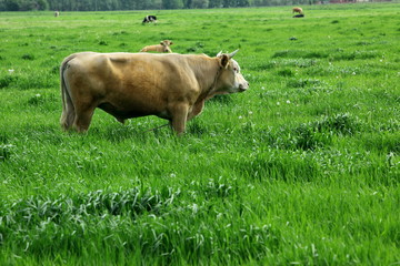 byk © fotodrobik