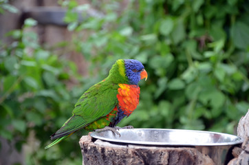 single colorful tropical parrot photo © martin951