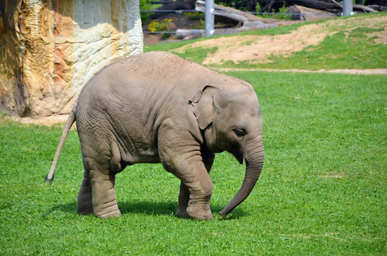 little elephant walking photo