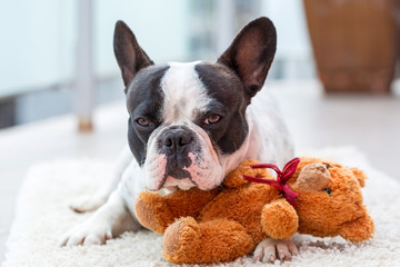 French bulldog lying down with his teddy bear