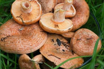 Saffron milk caps closeup