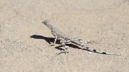 zebra-tailed lizard