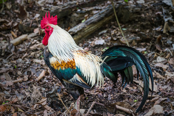 Beautiful rooster