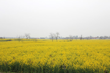 The image of beautiful natures