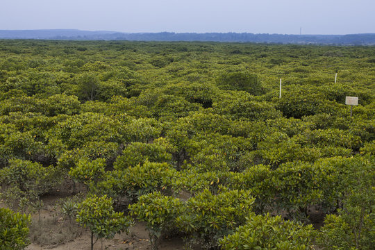 The image of landscape