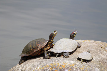 Obraz premium 亀の家族