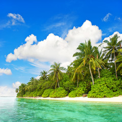 tropical island beach. green palm trees and blue sky
