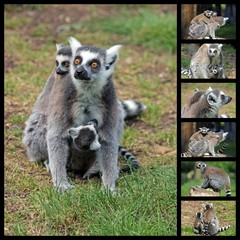 lemur family collage