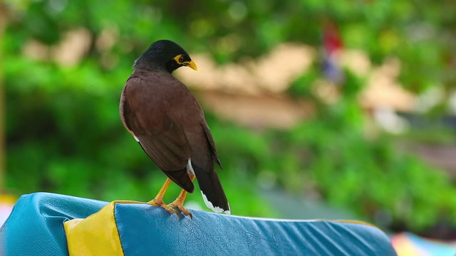 885 Indian Myna Bird Stock Photos HighRes Pictures and Images  Getty  Images