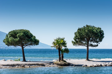 Trees at Lago di Garda Lakefront