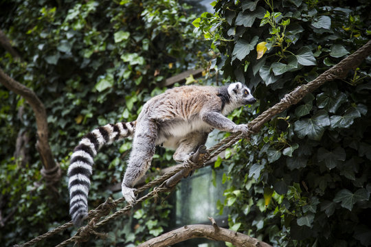 Lemur walking.