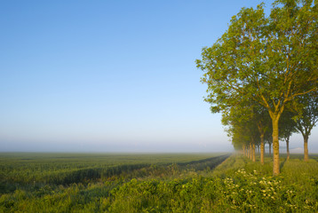 Trees along a field in spring at dawn