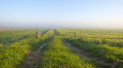Fototapeta na wymiar Track through a hazy meadow at dawn