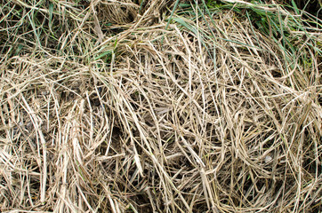 Background from texture of straw,abstract