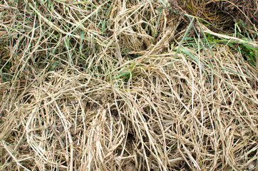 Background from texture of straw,abstract