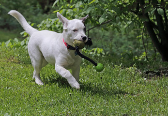 Puppy Playing