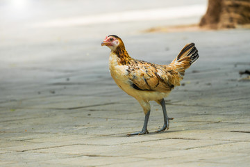 Hen on the ground
