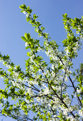 Fruit tree blossom