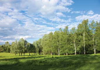 Summer birch grove edge