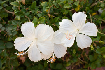 white hibiskus flowers © alexus