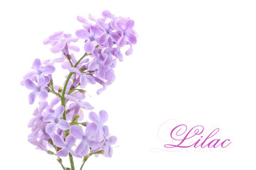 Lilac - obrazy, fototapety, plakaty