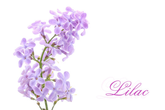 Fototapeta Lilac