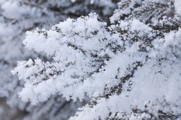 Frosted Pine Tree Limbs