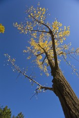 The image of taditional culture in Beijing, Asia