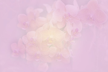 Orchid soft color and blur style for background.