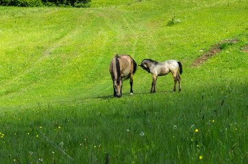 Obraz premium horses