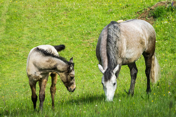Obraz premium horses