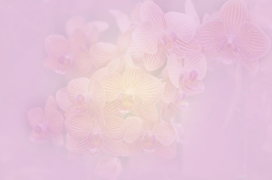 Fototapeta Orchid soft color and blur style for background.