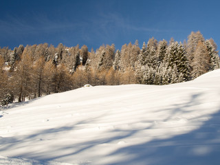 Snowy mountain forest in the sun