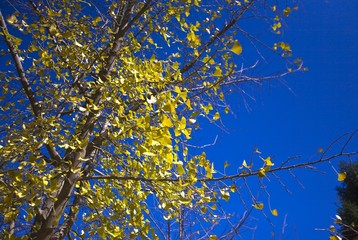 The image of beautiful nature in Beijing