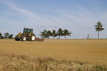 Fototapeta premium Terreno agricolo