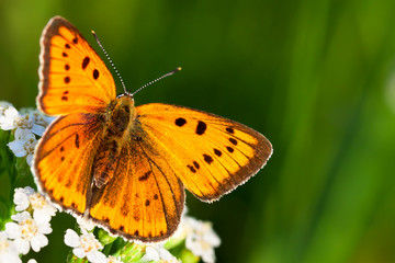 butterfly sits on white flowers
