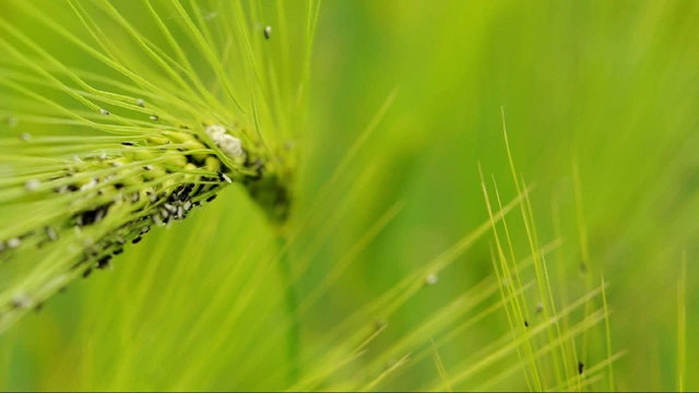 Ants on wheatear (macro)