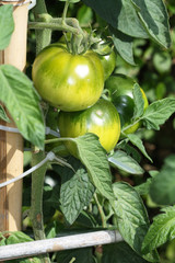 Tomates vertes en plant