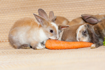 sweet little rabbits