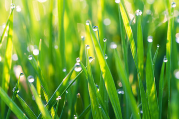 Fototapeta na wymiar green grass on a lawn with dew drops