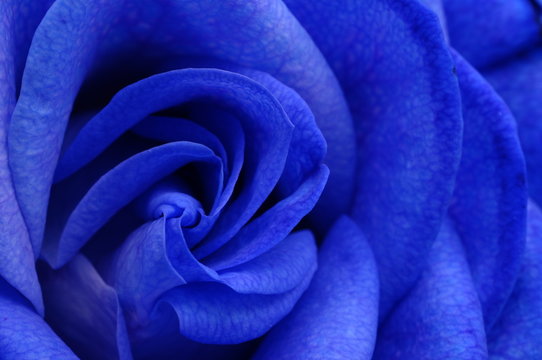 Fototapeta Details of blue flower rose