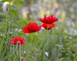 coquelicot