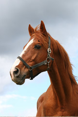 Beautiful brown thoroughbred horse head at farm