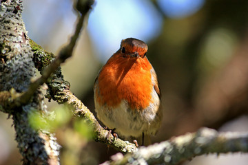 Robin