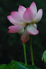 Fototapeta premium The image of beautiful nature in Asia