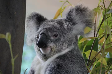 Papier Peint photo Autocollant Koala Koala d& 39 Australie