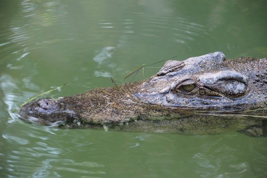 The saltwater crocodile