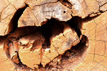 Tree stump in the nature