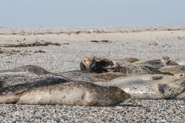 Colony of seals at Helgoland island, Germany