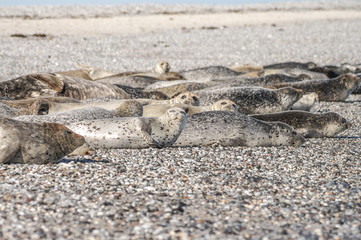 Colony of seals at Helgoland island, Germany